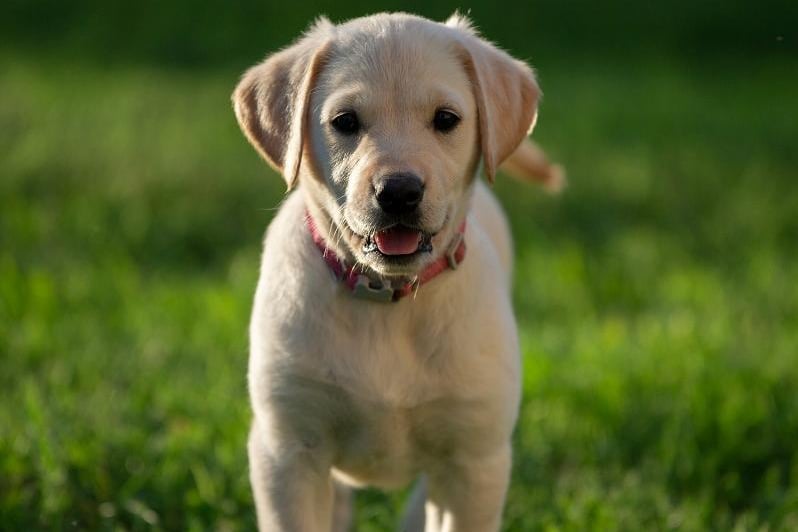 The Labrador Retriever is the UK's most popular pedigree dog, but it only just squeezes into the top 10 most expensive, with a puppy costing an average of £1,948.