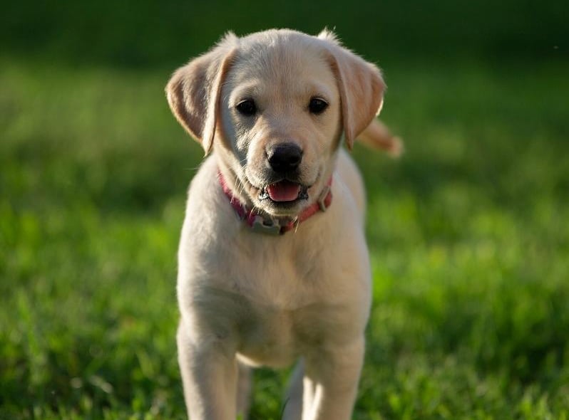The Labrador Retriever is the UK's most popular pedigree dog, but it only just squeezes into the top 10 most expensive, with a puppy costing an average of £1,948.