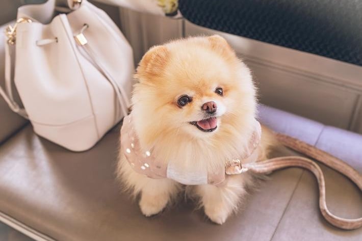 Pomeranians may be tiny, but there's nothing small about the average cost of £2,247 a puppy.