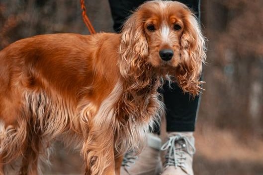 An average price tag of £2,230 makes the Cocker Spaniel the UK's ninth most expensive dog.