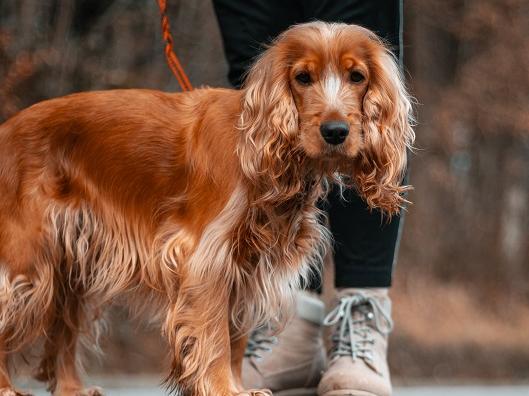 An average price tag of £2,230 makes the Cocker Spaniel the UK's ninth most expensive dog.