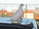 Chris Winstanley sent this picture of the bird