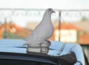 Chris Winstanley sent this picture of the bird