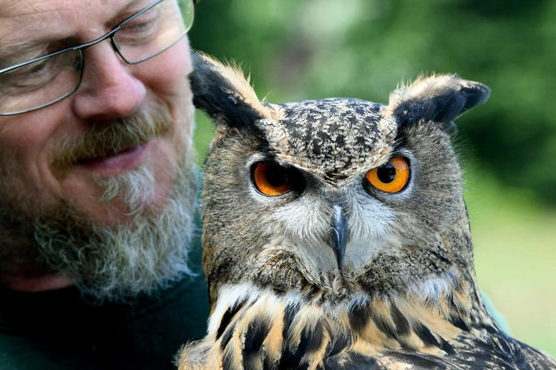 Turbary Woods Owl and Bird of Prey Sanctuary is a volunteer based, non profit group of volunteers. The flying display give you the visitors, Children & Adults, the chance to participate in the flying display and have our birds land on your gloved hand as they fly to you for their food.