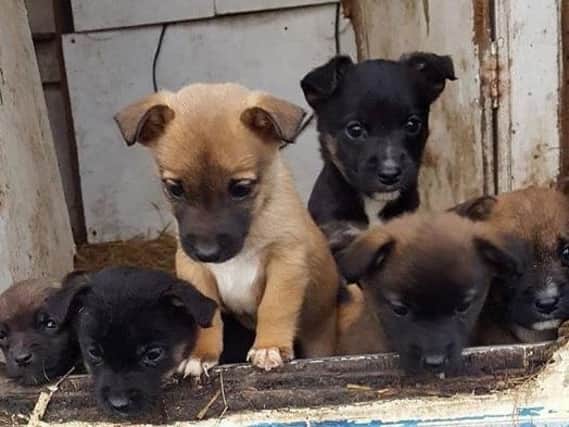 Puppies that were stolen from a farm in Bickershaw
