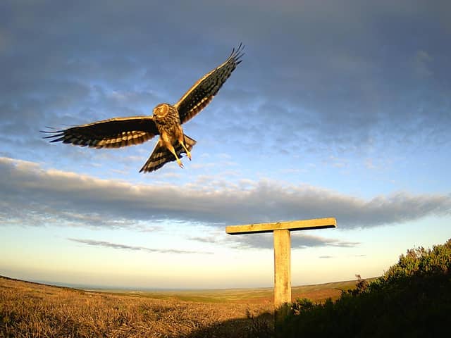 A hen harrier pictured in June 2021 at the Swinton estate in North Yorkshire. In 2021, 24 successful hen harrier nests have been reported on moorland in Northumberland, North Yorkshire, County Durham, Cumbria, Derbyshire and Lancashire, including the Forest of Bowland. The figures represent an increase on 2020. Picture courtesy The Moorland Association