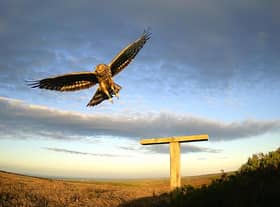 A hen harrier pictured in June 2021 at the Swinton estate in North Yorkshire. In 2021, 24 successful hen harrier nests have been reported on moorland in Northumberland, North Yorkshire, County Durham, Cumbria, Derbyshire and Lancashire, including the Forest of Bowland. The figures represent an increase on 2020. Picture courtesy The Moorland Association