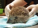 A rescued hedgehog
