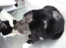 Katie after life-saving surgery