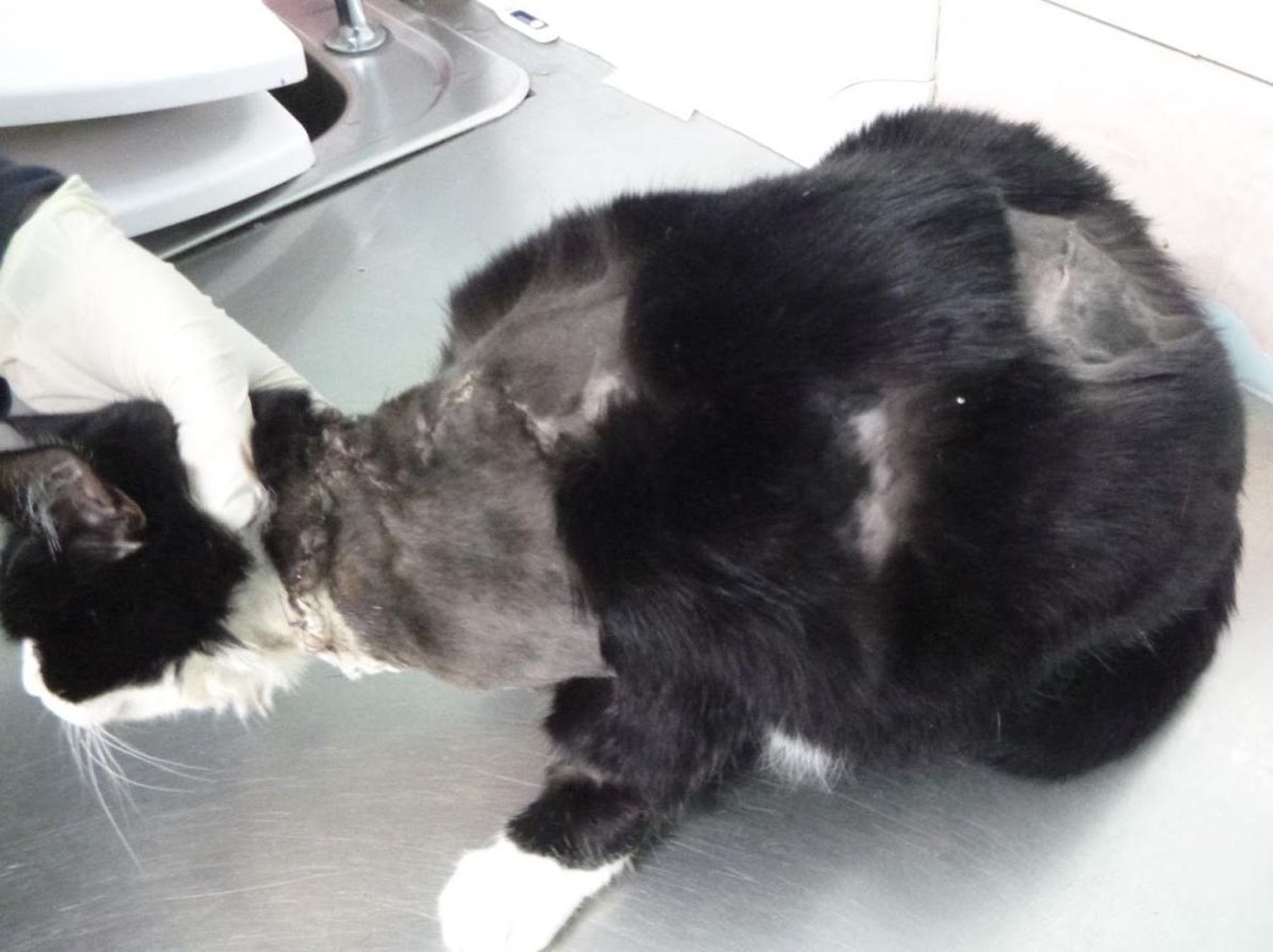 Miracle cat survives multiple stab wounds to enjoy a new life in Wigan