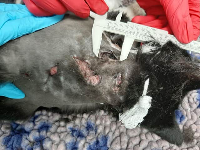 Some of the horrific injuries suffered by Katie