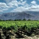 Vineyards in the foothills of the Andes in the Cafayete region of Argentina
Picture: visiondailleurs1/Pixabay