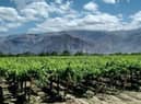 Vineyards in the foothills of the Andes in the Cafayete region of Argentina
Picture: visiondailleurs1/Pixabay