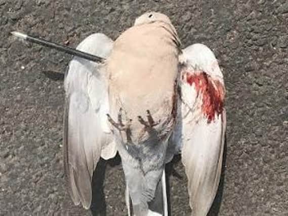 The dove killed by a crossbow bolt