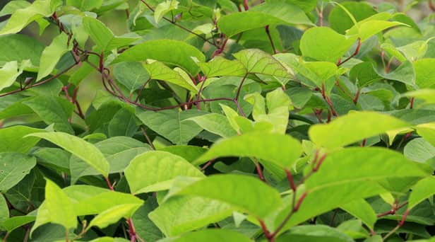 Scientists at the University of Leeds have discovered a possible breakthrough in controlling Japanese knotweed