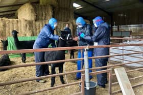 Three people, who arrived with a police escort, surround Geronimo the Alpaca at Shepherds Close Farm in Wooton Under Edge, Gloucestershire, before the animal was taken away on a trailer to an undisclosed location.