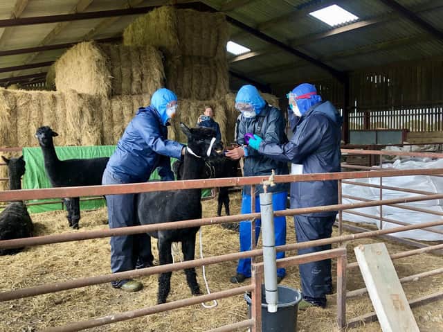 Three people, who arrived with a police escort, surround Geronimo the Alpaca at Shepherds Close Farm in Wooton Under Edge, Gloucestershire, before the animal was taken away on a trailer to an undisclosed location.