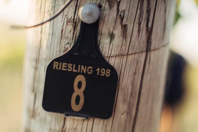 A riesling vineyard at Mount Horrocks in the Clare Valley,  Australia  Photo: Wine Australia