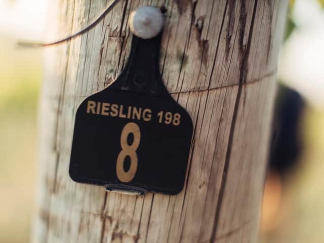 A riesling vineyard at Mount Horrocks in the Clare Valley,  Australia  Photo: Wine Australia