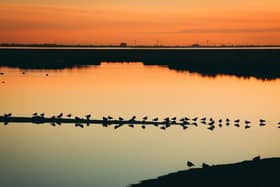 Lapwings roosting on spit of land in water at RSPB Leighton Moss Nature Reserve, Lancashire. The RSPB has named its Leighton Moss reserve as one of the best to visit in autumn for its awesome sunsets and golden hues reflected across the wetland pools. Picture: LIZ MITCHELL