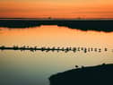 Lapwings roosting on spit of land in water at RSPB Leighton Moss Nature Reserve, Lancashire. The RSPB has named its Leighton Moss reserve as one of the best to visit in autumn for its awesome sunsets and golden hues reflected across the wetland pools. Picture: LIZ MITCHELL