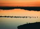 Lapwings roosting on spit of land in water at RSPB Leighton Moss Nature Reserve, Lancashire. The RSPB has named its Leighton Moss reserve as one of the best to visit in autumn for its awesome sunsets and golden hues reflected across the wetland pools. Picture: LIZ MITCHELL