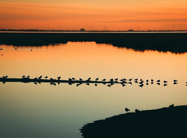 Lapwings roosting on spit of land in water at RSPB Leighton Moss Nature Reserve, Lancashire. The RSPB has named its Leighton Moss reserve as one of the best to visit in autumn for its awesome sunsets and golden hues reflected across the wetland pools. Picture: LIZ MITCHELL