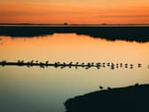 Lapwings roosting on spit of land in water at RSPB Leighton Moss Nature Reserve, Lancashire. The RSPB has named its Leighton Moss reserve as one of the best to visit in autumn for its awesome sunsets and golden hues reflected across the wetland pools. Picture: LIZ MITCHELL