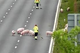 19 pigs caused havoc on the M62 after they wandered onto the carriageway. (Credit: National Highways)