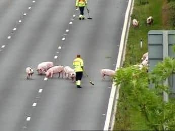 19 pigs caused havoc on the M62 after they wandered onto the carriageway. (Credit: National Highways)