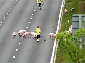 19 pigs caused havoc on the M62 after they wandered onto the carriageway. (Credit: National Highways)