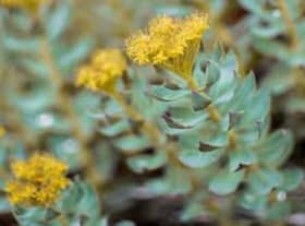 Rhodiola