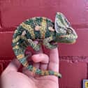 The colourful chameleon was found on the front door of a house in Fulwood, Preston. The lizard is now safe in the care of the RSPCA