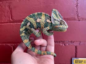 The colourful chameleon was found on the front door of a house in Fulwood, Preston. The lizard is now safe in the care of the RSPCA