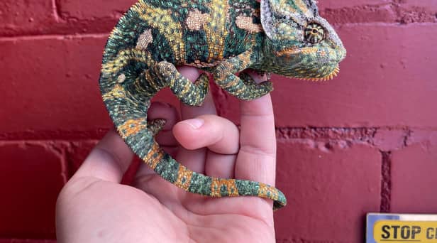 The colourful chameleon was found on the front door of a house in Fulwood, Preston. The lizard is now safe in the care of the RSPCA