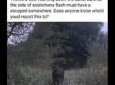 One of the sightings of the cow on the Leeds Liverpool canal