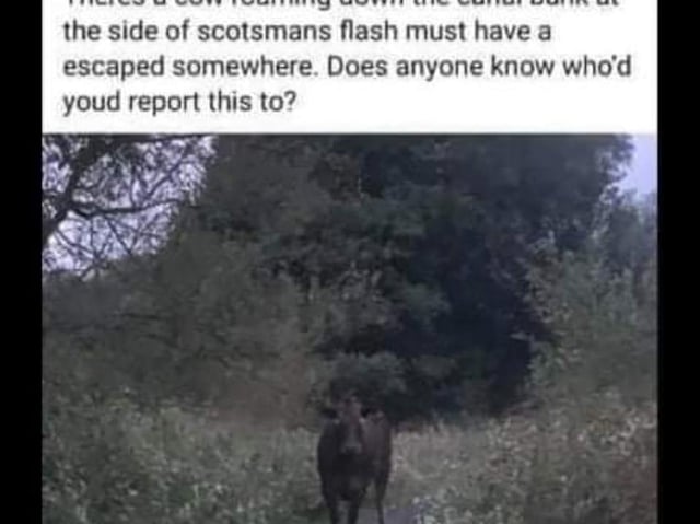 One of the sightings of the cow on the Leeds Liverpool canal