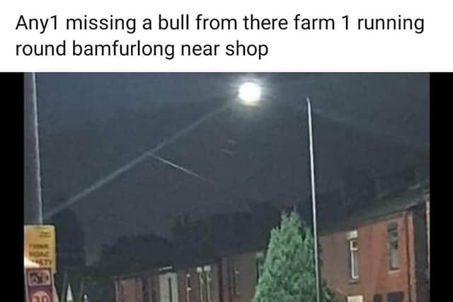 Sighting of the cow on a residential street in Bamfurlong