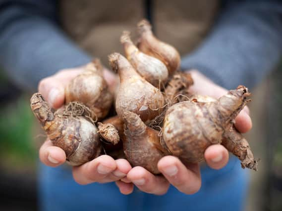 Individuals, schools and organisations are being invited to take part in bulb planting to show their support for Marie Curie and the National Day of Reflection.