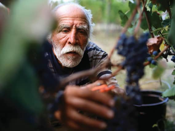 Harvest time in Georgia .. known as "the cradle of wine"