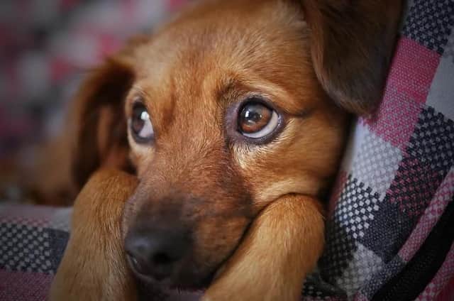 Bonfire Night can be very stressful for your pets