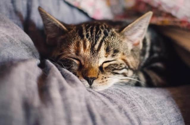 Create a safe, quiet place for your pet