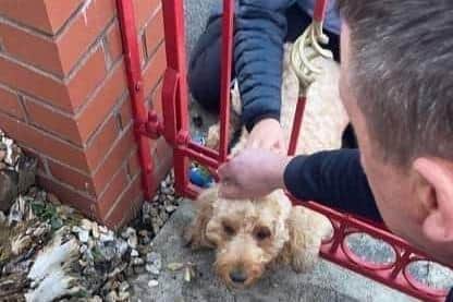 Marley with his head stuck in the railings