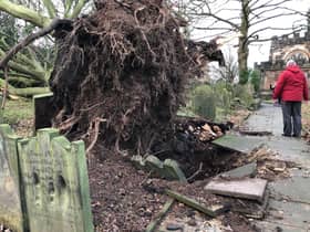 Storm Arwen uprooted a tree at St Wilfrid's in Standish