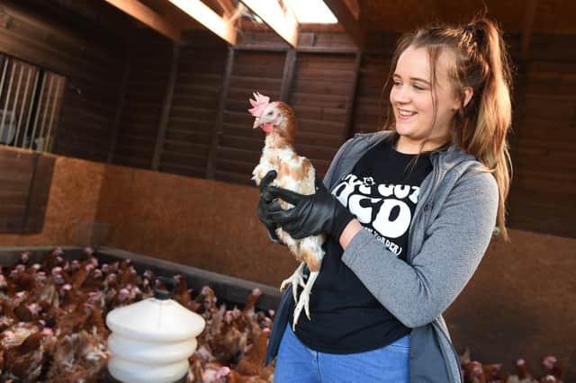 Volunteer Madison Hesketh with hens on a rescue day