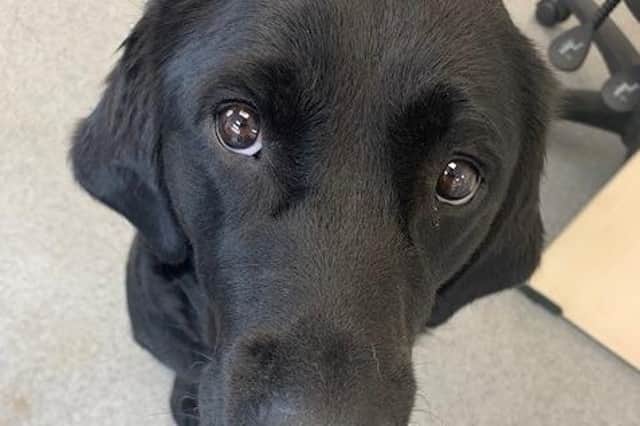 Labrador Jess is in training at the Atherton Guide Dog centre