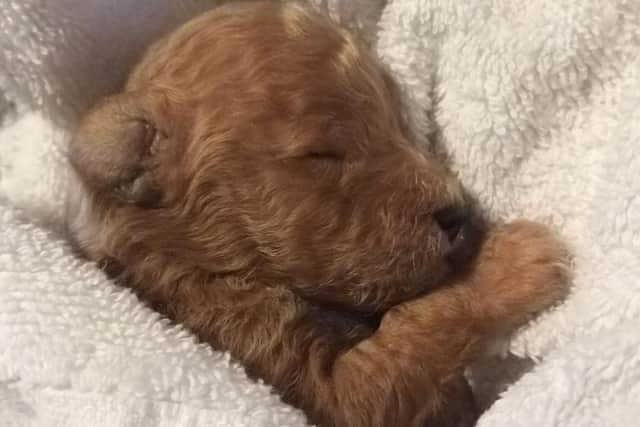 "We called him Ted because he looked just like a little teddy bear," said the family who bred and cared for him before he found his new home. "He came on a lot when we had him and its great to see him grow in both size and in confidence now," they said.