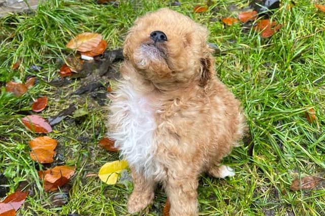 Now just over 14-weeks-old, the little blind Jackapoo has found his feet and is looking forward to his first Christmas at his forever home in Greater Manchester