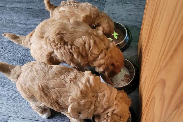 Stevie the Jackapoo was the runt of the litter when he was born in mid-September, with the blind pup quickly dwarfed by his two siblings