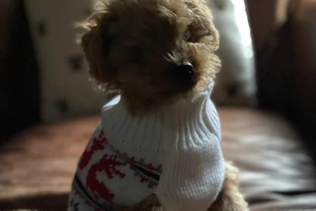 The little blind Jackapoo has found his forever home in time for Christmas